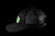 New Chile Chilaca Cap (black)